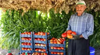 Kahramanmaraş'ta Bulanık domatesi at ve katırlarla taşınıyor