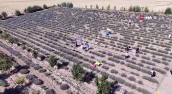 Bozkırı lavanta bahçesine dönüştürdü, mor güzelliği ücretsiz ziyarete açtı