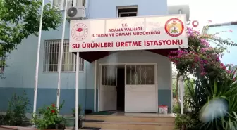 Adana'da Göl ve Göletlere 1 Milyon 500 Bin Yavru Sazan Balığı Bırakıldı