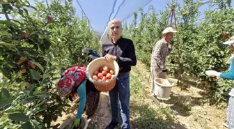 Karaman'da Erkenci Elma Hasadı Başladı