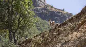 Tunceli'de koruma altındaki yaban keçileri ve yavruları görüntülendi