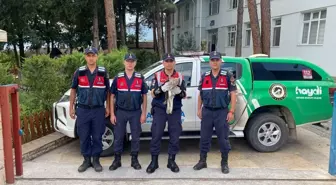 Çorum'da Bitkin Halde Bulunan Kartal Koruma Altına Alındı