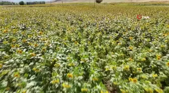 Erzincan'da Ayçiçeği Tarlaları Göz Kamaştırıyor