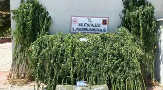 Malatya'da Jandarma Operasyonunda 36 Kilo Esrar ve 52 Kök Kenevir Ele Geçirildi