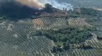 Manisa'da Orman Yangını: Havadan ve Karadan Müdahale Ediliyor