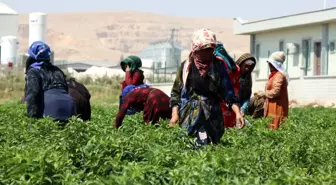 Şanlıurfa'da Kadınlar Biber Hasadına Başladı