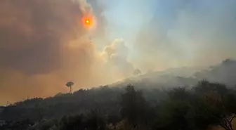 Aydın'ın Germencik ilçesinde zeytinlik ve ormanlık alanda çıkan yangına müdahale ediliyor