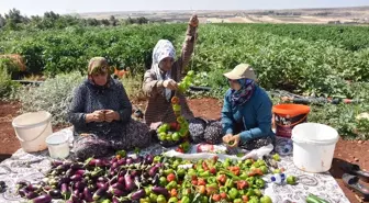 Gaziantep'te Kadın Çiftçilerden Kurutmalık Hasadı