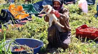 Aydın'da Tarım İşçisi Sultan'ın Kedisiyle Bağı Şaşırtıyor