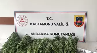 Kastamonu'da 132 Kök Kenevir Ele Geçirildi