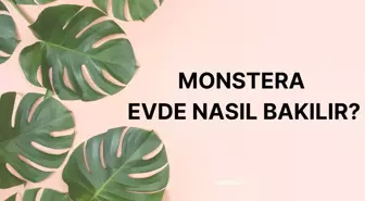 Monstera (deve tabanı) evde nasıl bakılır, nerede durmalı? Deve tabanı çiçeği neyi sever?