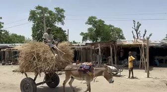 Nijerya'da Eşekler Hala Ulaşımın Vazgeçilmezi