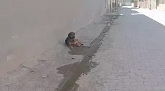 Sahipsiz köpek çocukları kovaladı