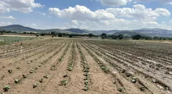 Afyonkarahisar'da Brokoli Üretimi Artıyor