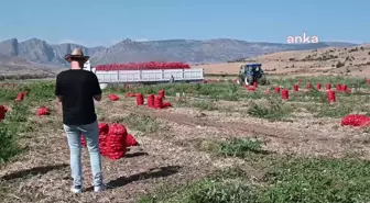 Yozgat'ta Soğan Üreticileri Fiyatların Geride Kalmasından Şikayetçi