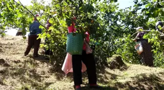 Giresun Ziraat Odaları, fındık hasadı için işçi ücretlerini belirledi