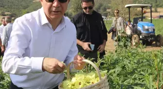Amasya'da coğrafi işaretli çiçek bamyası hasadı düzenlendi