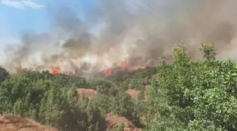Bingöl'ün Genç ilçesinde çıkan orman yangını kontrol altına alındı
