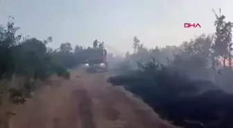 Bingöl'de Orman Yangını Kontrol Altına Alındı