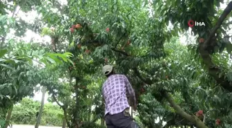 Çarşamba Ovası'nda şeftali hasadı