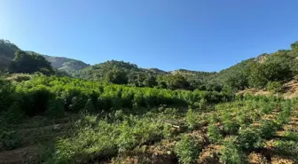 Lice'de büyük narko-terör operasyonu: 1 milyon 635 bin kök kenevir ele geçirildi