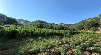 Diyarbakır'da büyük uyuşturucu operasyonu: 1 milyon 825 bin kök kenevir ve skunk ele geçirildi