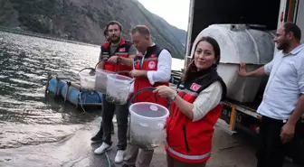 Gümüşhane'deki baraj ve göletlere 246 bin sazan yavrusu salındı