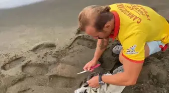 Samandağ'da Çuvala Dolanan Caretta Caretta Yavrusu Kurtarıldı