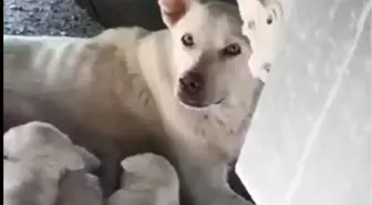 Kamyonun Altında Yavrularını Emziren Köpek Şoförün Dikkatiyle Kurtuldu