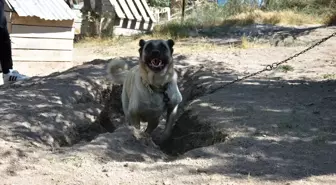 Sıcak Havada Kangal Köpekleri Serinlemek İçin Çukur Kazıyor