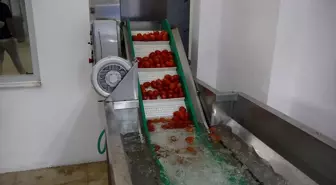 Antalya'da yaş sebze ve meyve kurutma tesisi hizmete açıldı