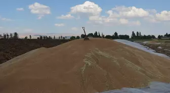 Muş'ta Çiftçiler Yüksek Rekolte Sevinci Yaşıyor