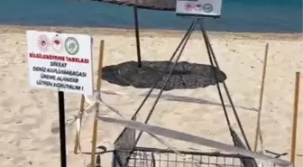 Enez'de Caretta Carettanın Yuvası Koruma Altına Alındı