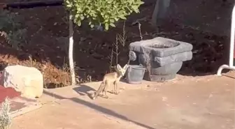 Tavuklar Tilkiyi Kovaladı