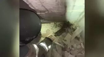 Ukrayna'da yangın sonrası mahsur kalan 4 yavru kedi kurtarıldı
