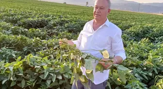 Gaziantep'te çiftçiler alternatif ürün olarak soya ekimine başladı