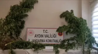 Aydın'da 44 Kök Kenevir Bitkisi Ele Geçirildi