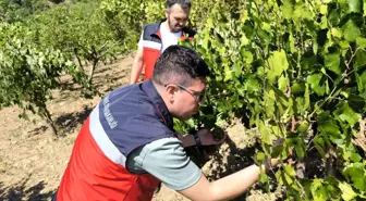 Emet İlçe Tarım ve Orman Müdürlüğü Üreticilere Antep Fıstığı ve Üzüm Hastalıkları Hakkında Bilgi Verdi