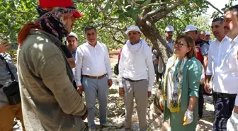 Gaziantep Büyükşehir Belediyesi, Fıstık Alımı Yapacak