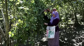 Giresun'da Fındık Hasat Şenliği Düzenlendi