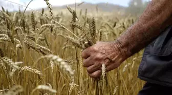 Gümüşhane'de Buğday Hasadı Başladı, Rekolte Düşük Bekleniyor