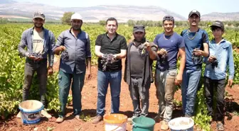 Kilis Horoz Karası Üzüm Hasadına Başlandı