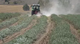 Burdur'da Ada Çayı Üretimi Azaldı