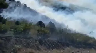 Tokat'ın Turhal ilçesinde orman yangını söndürüldü