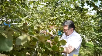 Trabzon Büyükşehir Belediye Başkanı Ahmet Metin Genç, fındık hasadında üreticilerle bir araya geldi