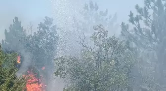 Yozgat'ın Çekerek ilçesinde ormanlık alanda yangın çıktı