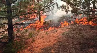 Yozgat'ın Çekerek ilçesinde çıkan yangın kontrol altına alındı