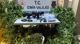 İzmir'de Zeytinlik Alanda Uyuşturucu Operasyonu