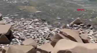 Devegeçidi Barajı'nda Ölü Balık Bulundu