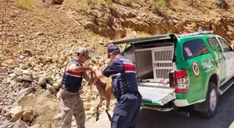 Erzincan'da bitkin halde bulunan dağ keçisi doğaya salındı